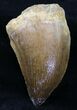 Large Mosasaur (Prognathodon) Tooth #20937-1